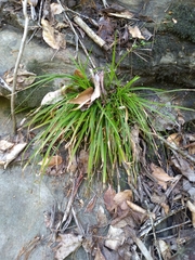 Carex austrocaroliniana