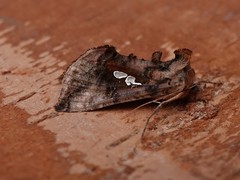 Autographa bimaculata