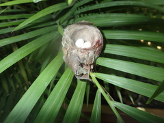 Orthorhyncus cristatus