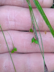 Carex austrocaroliniana