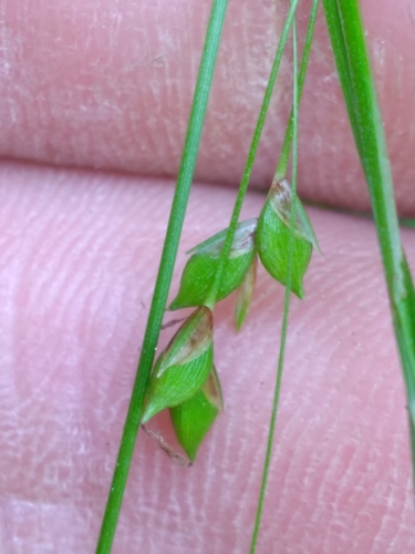 Image of Carex austrocaroliniana by (c) Scott Ward, some rights reserved (CC BY)