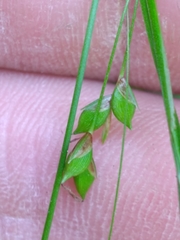 Carex austrocaroliniana