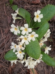 Primula vulgaris