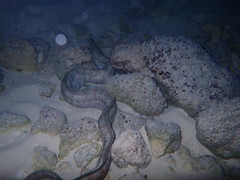 Enchelycore nigricans