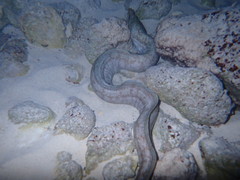 Enchelycore nigricans