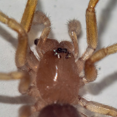 Zodarion