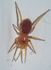 Zodarion