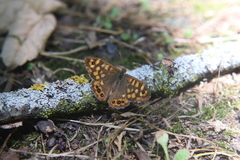 Pararge aegeria
