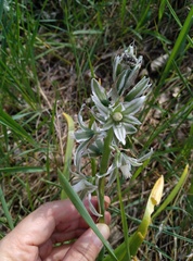 Ornithogalum boucheanum