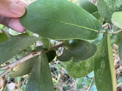 Daphnopsis racemosa