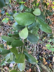 Daphnopsis racemosa