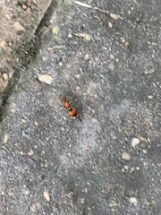 Pseudomethoca sanbornii