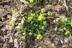 Draba hispida