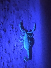 Pseudolychas ochraceus