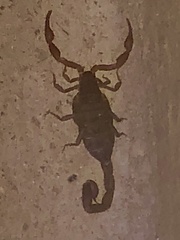 Pseudolychas ochraceus