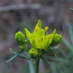 Haplophyllum linifolium rosmarinifolium