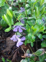 Vinca minor