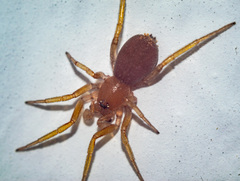 Zodarion
