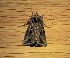 Autographa rubidus