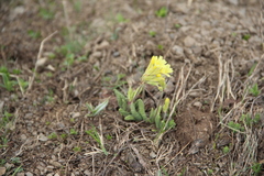 Primula pseudoelatior