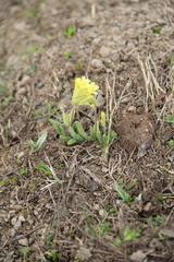 Primula pseudoelatior