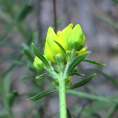 Haplophyllum linifolium rosmarinifolium