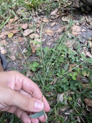 Digitaria horizontalis