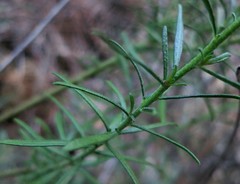 Haplophyllum linifolium rosmarinifolium