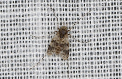 Ablabesmyia notabilis