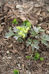 Corydalis teberdensis