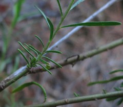 Haplophyllum linifolium rosmarinifolium