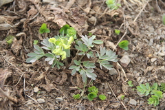 Corydalis teberdensis