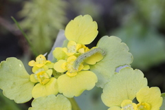 Cylindrotoma distinctissima