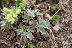 Corydalis teberdensis