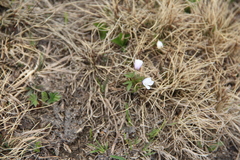 Anemonoides caucasica