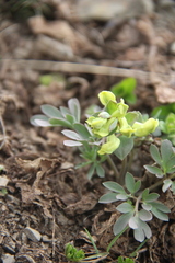 Corydalis teberdensis