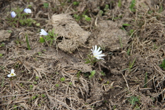 Anemonoides caucasica