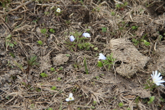 Anemonoides caucasica