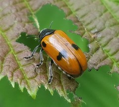 Clytra quadripunctata