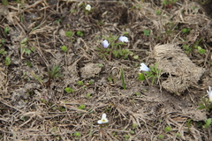 Anemonoides caucasica