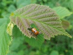 Clytra quadripunctata