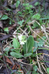 Primula ruprechtii