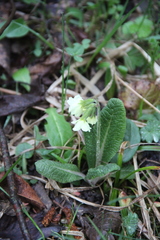 Primula ruprechtii