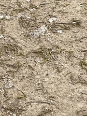 Cicindela sexguttata