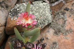 Ruschia dichroa