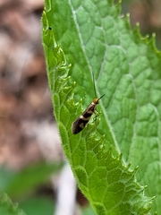 Micropterix