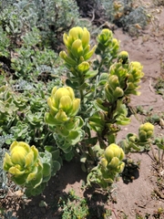 Castilleja mollis