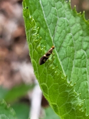 Micropterix