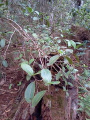Kadua