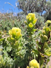 Castilleja mollis